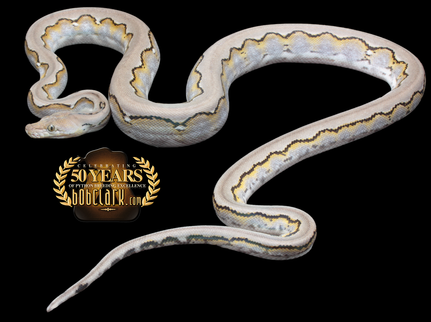 Motley jaguar het albino 60"