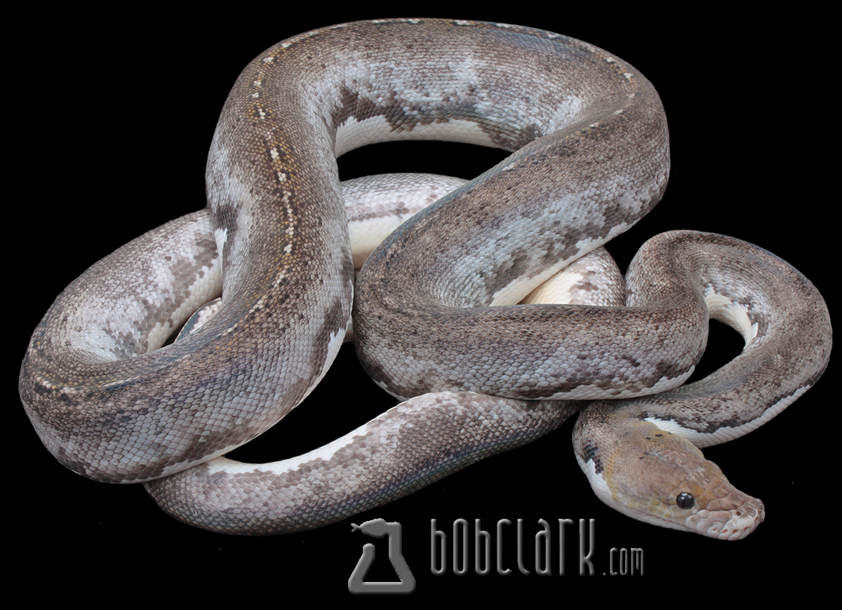 Motley pied poss het purple 72"