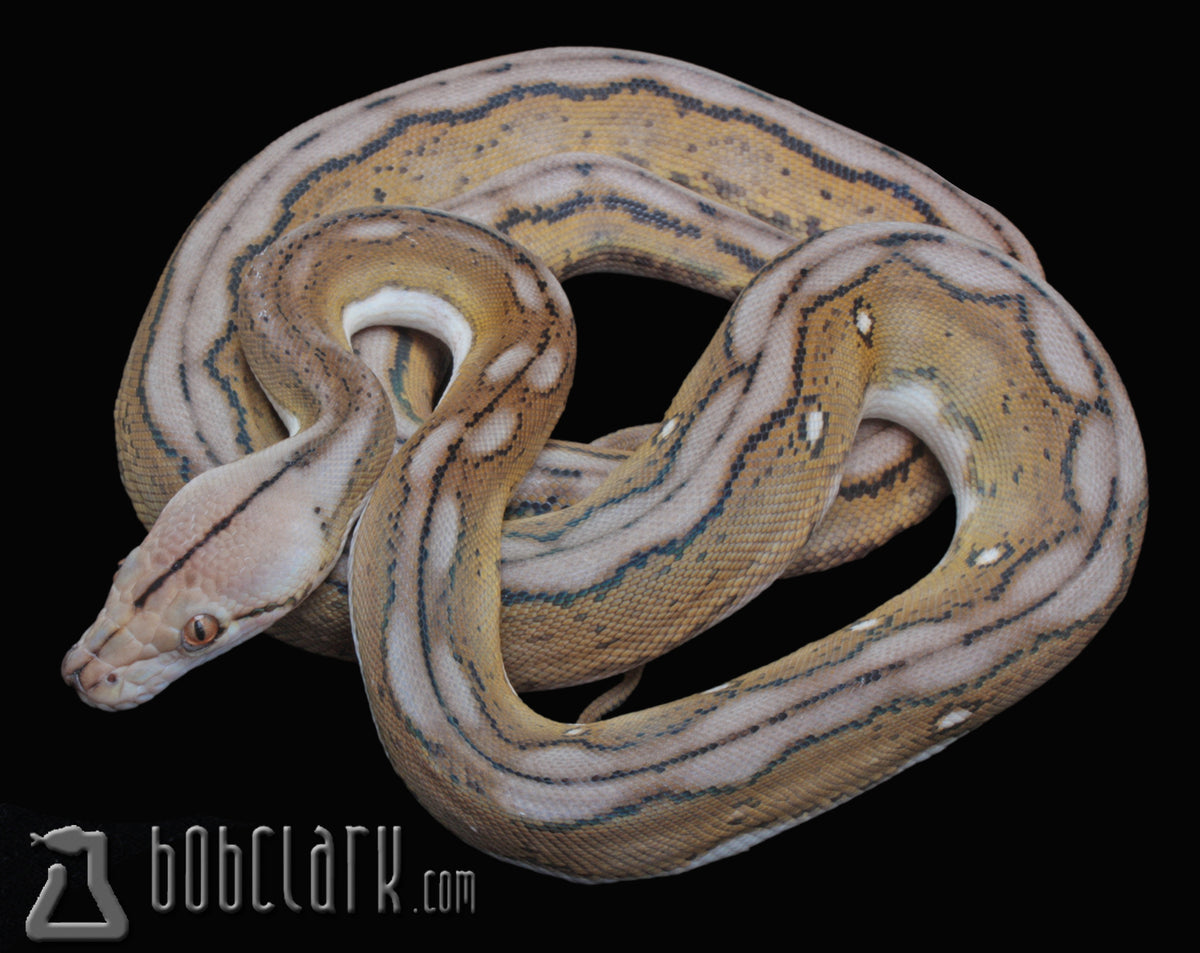 Motley tiger het albino