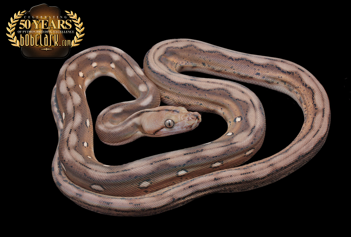 Motley tiger het albino