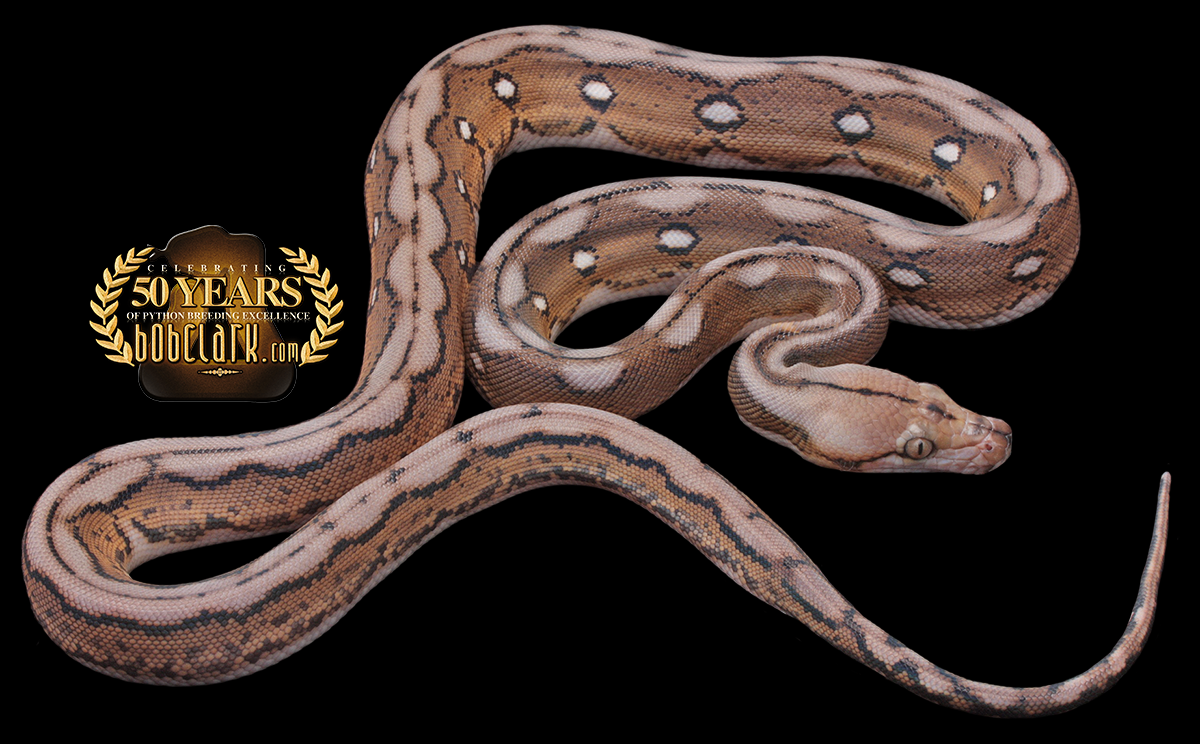 Motley tiger het albino