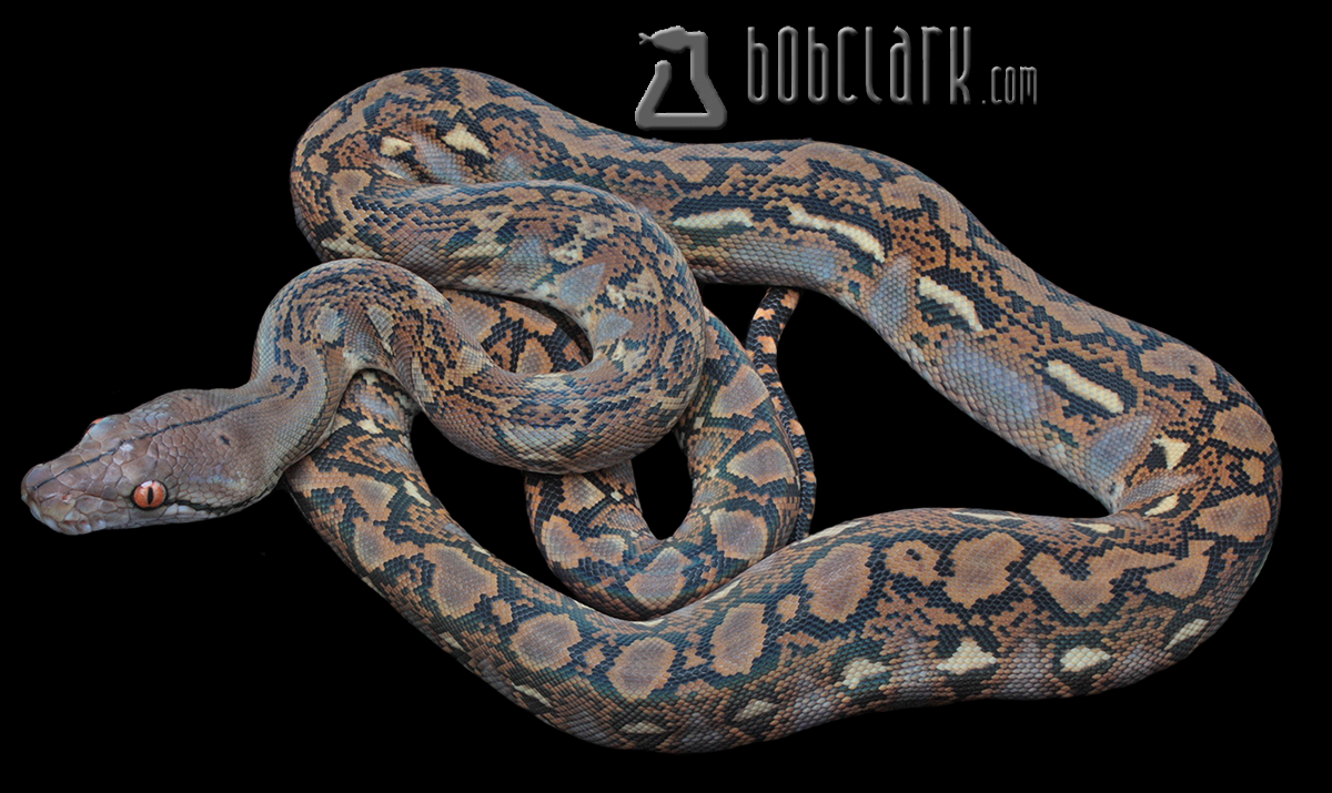 Reticulated python