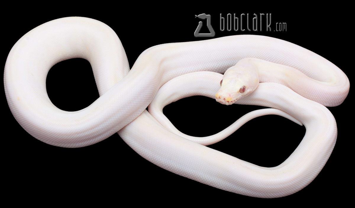 Purple/orange glow cow