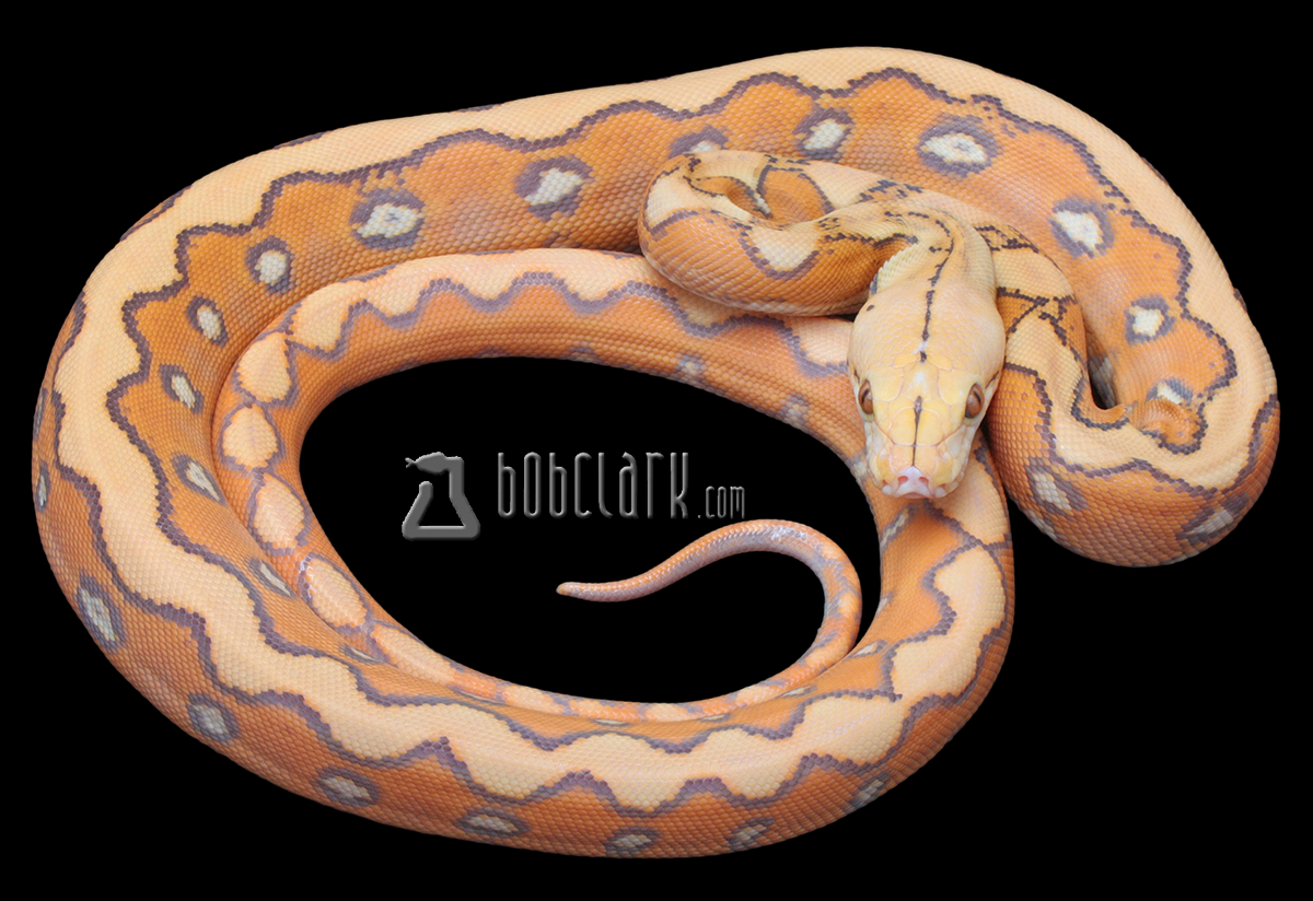 Orange glow sunfire het orange ghost stripe