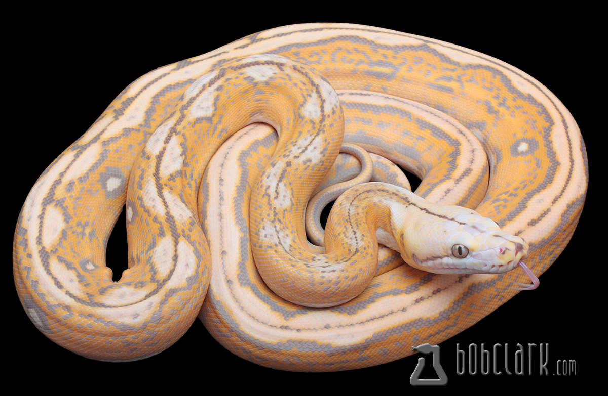 Orange glow motley tiger het OGS