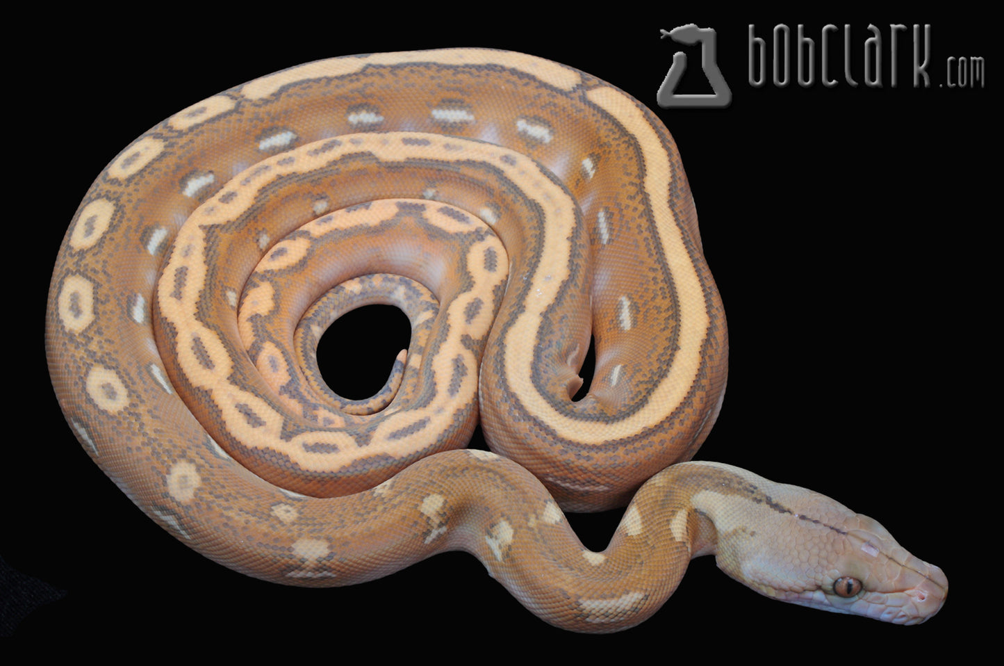 Orange ghost stripe