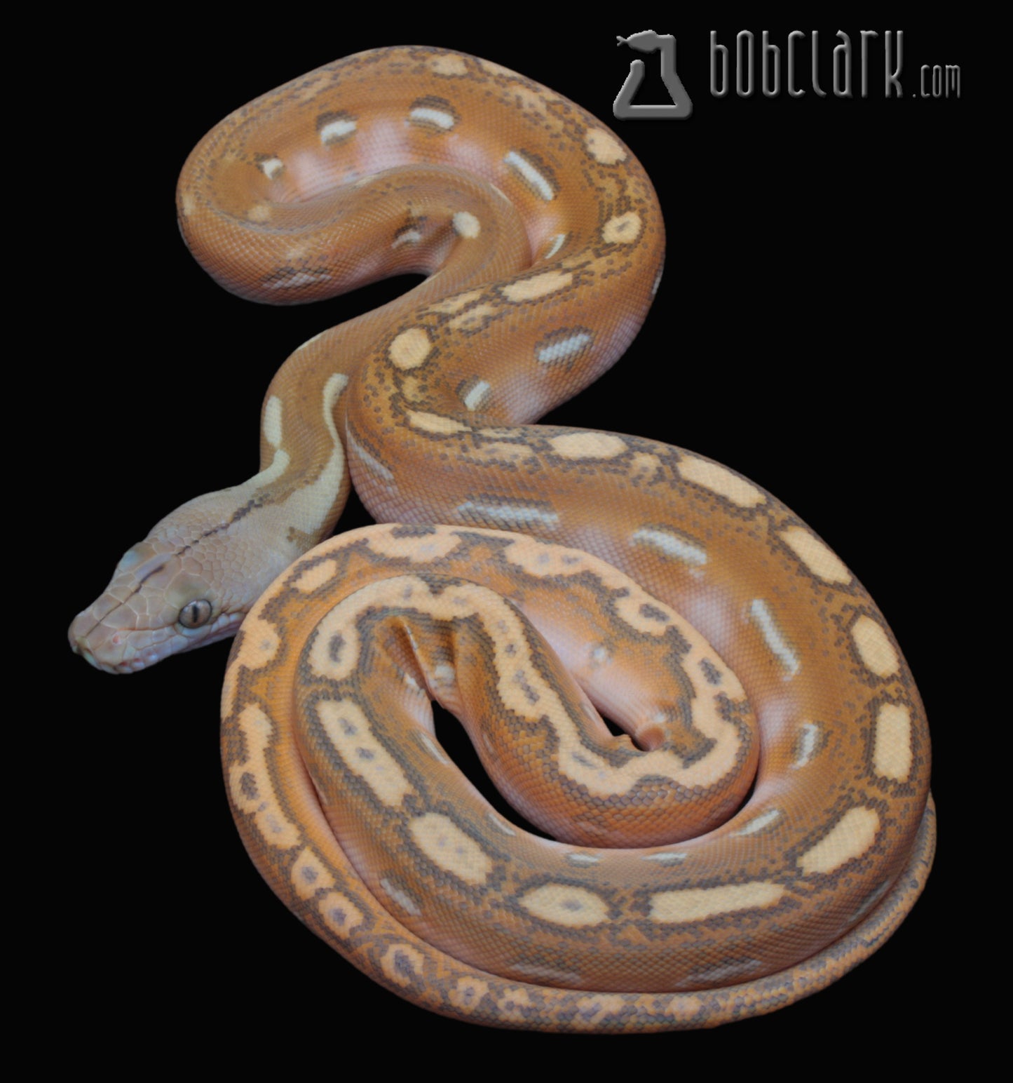 Orange ghost stripe