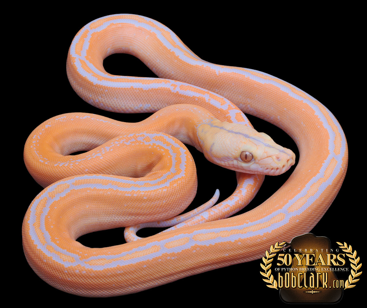 Reticulated Pythons : Lavender albino motley ogs sunfire