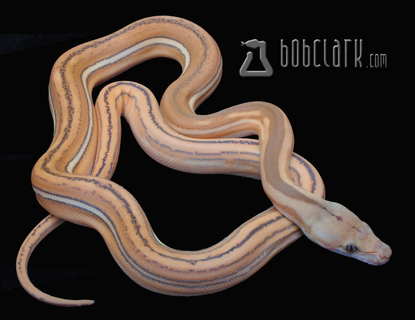 Orange ghost stripe tiger