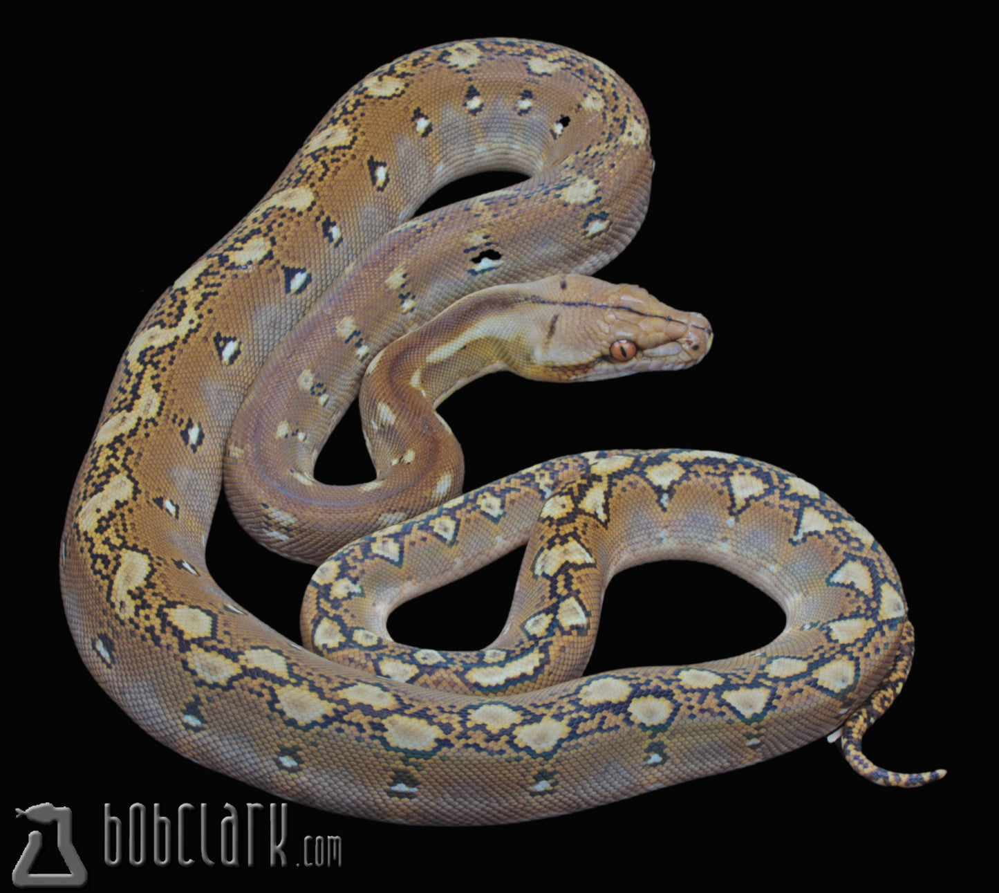 phantom poss het albino and anthrax
