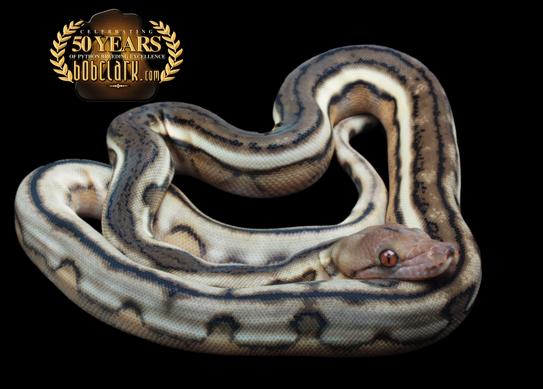 Reticulated Pythons : phantom tiger 66% het anthrax Reticulated Pythons : phantom tiger 66% het anthrax