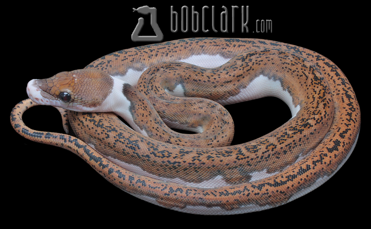 Ring neck pied