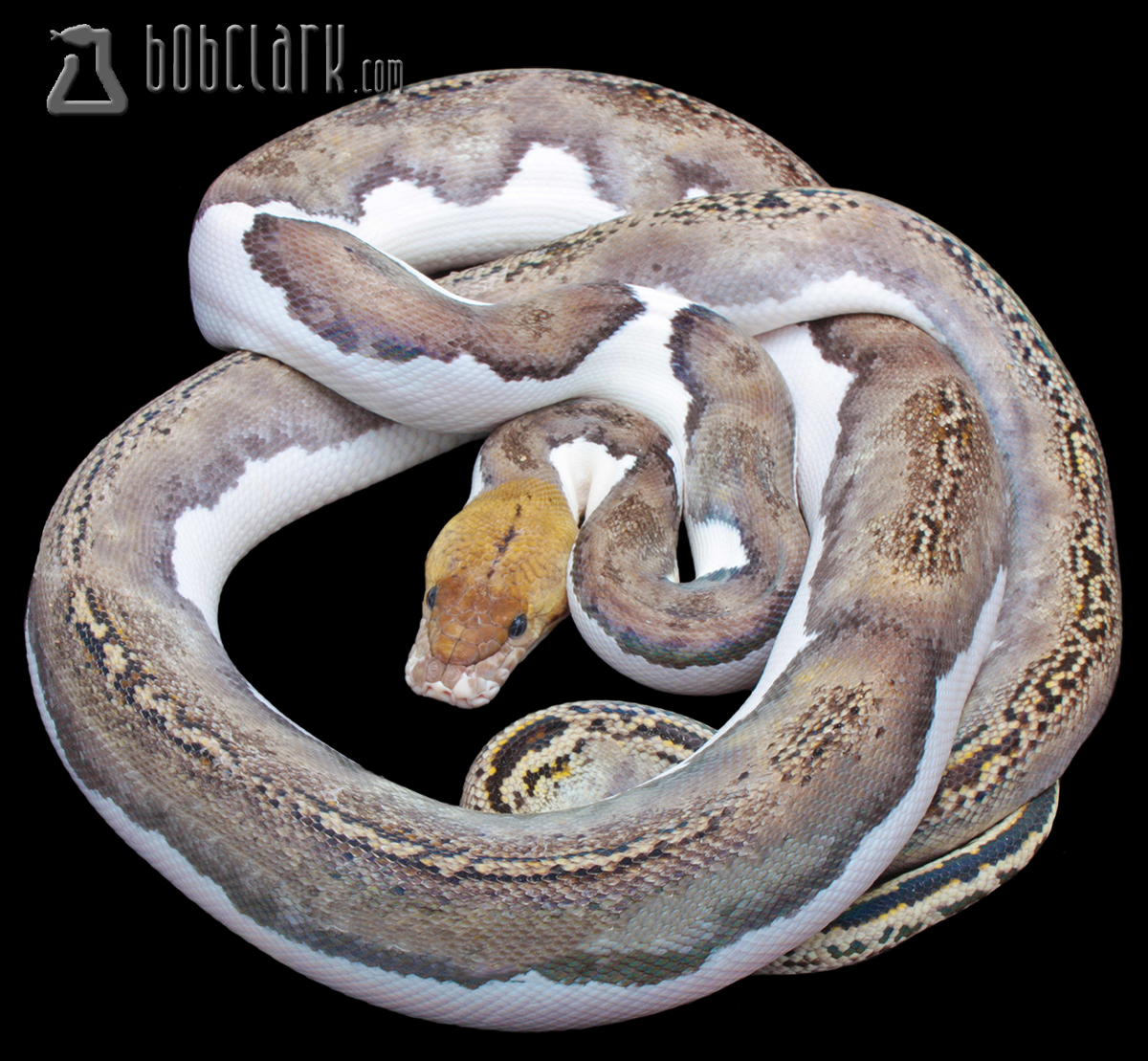 Pied tiger 72" male