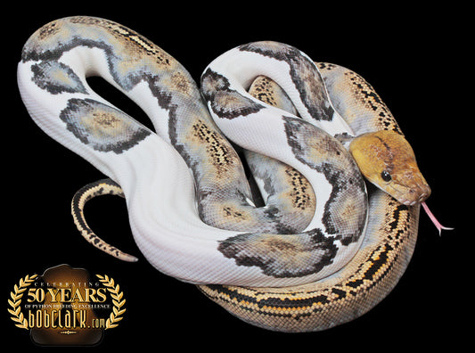 High white tiger pied 60 inches