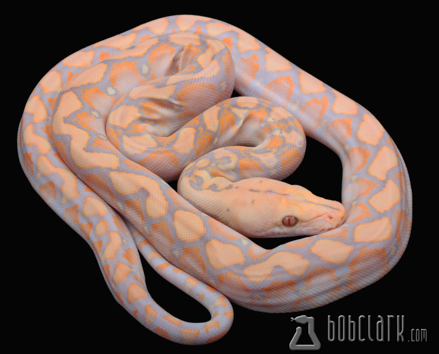 Purple albino