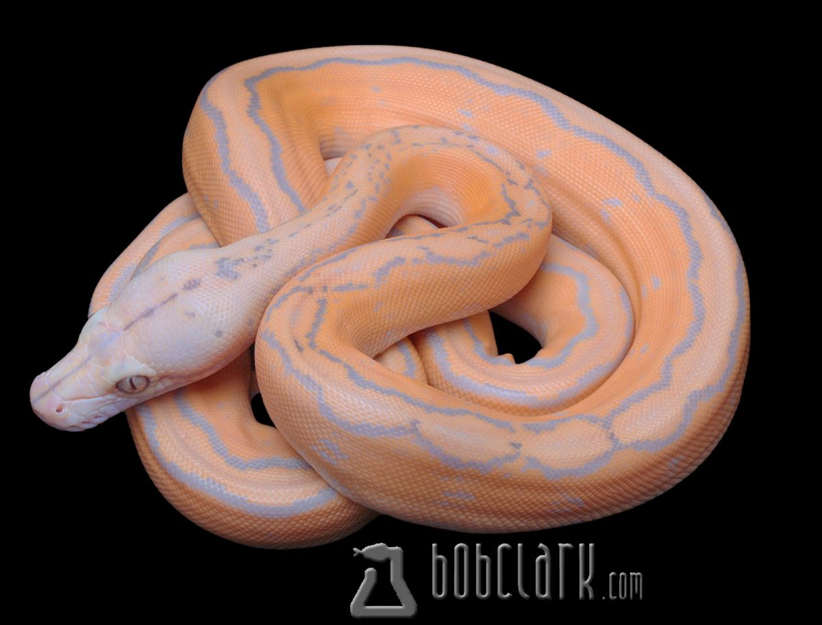 Purple albino motley sunfire
