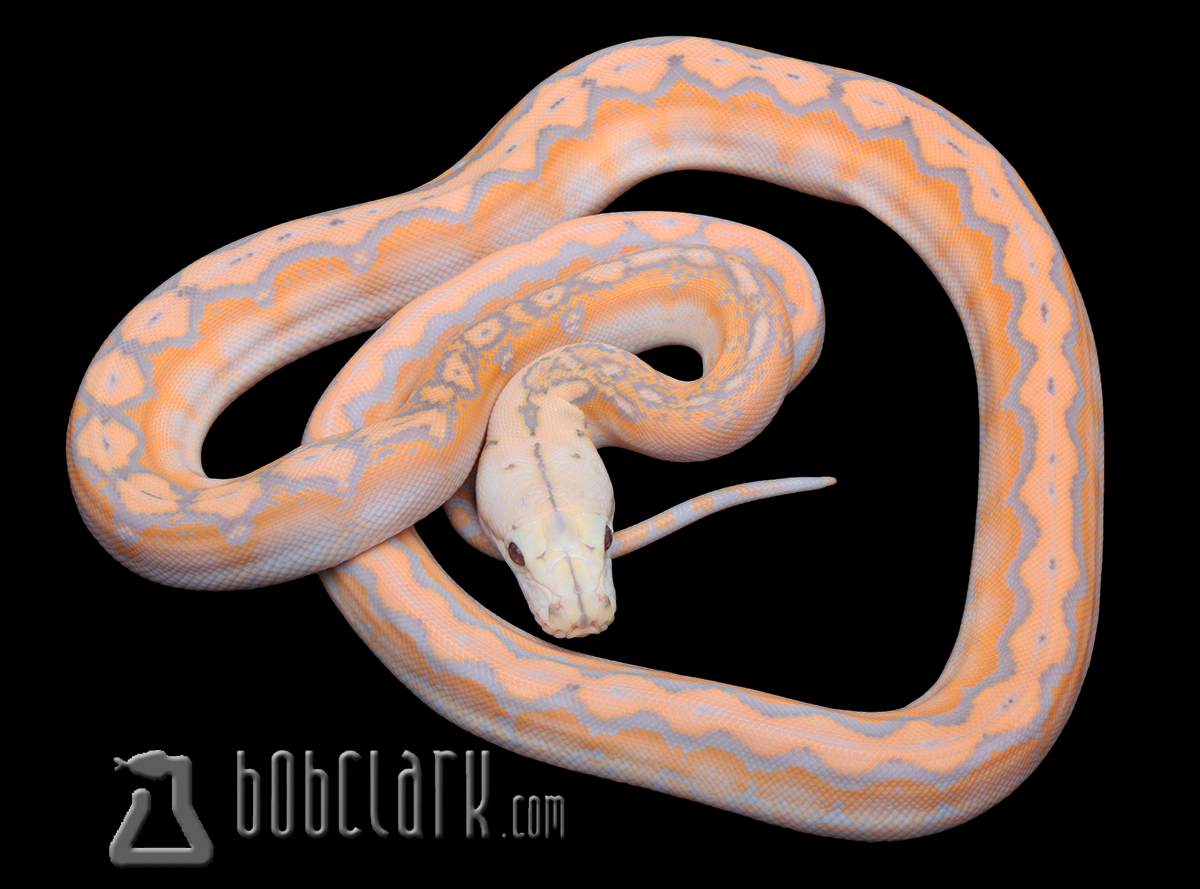 Purple motley 100% het pied