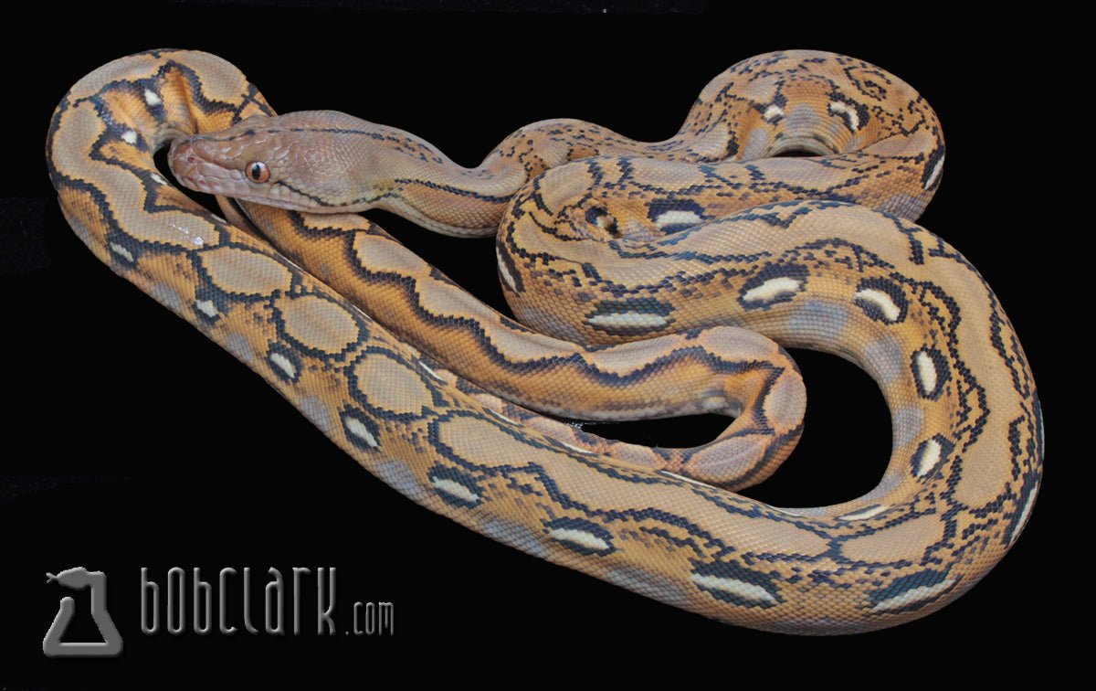 Sunfire het albino