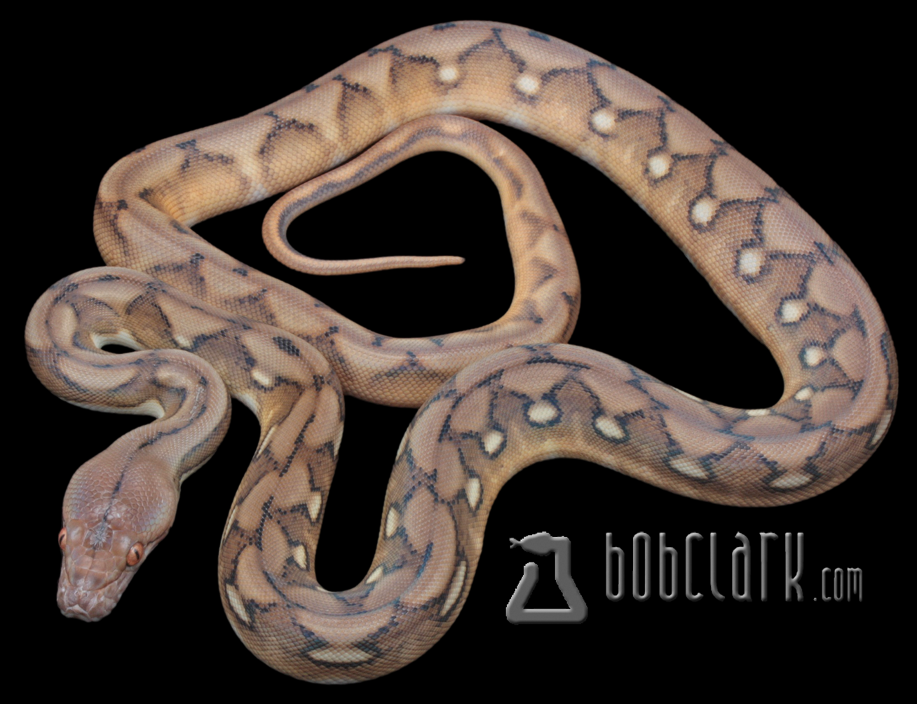 Sunfire tiger het albino