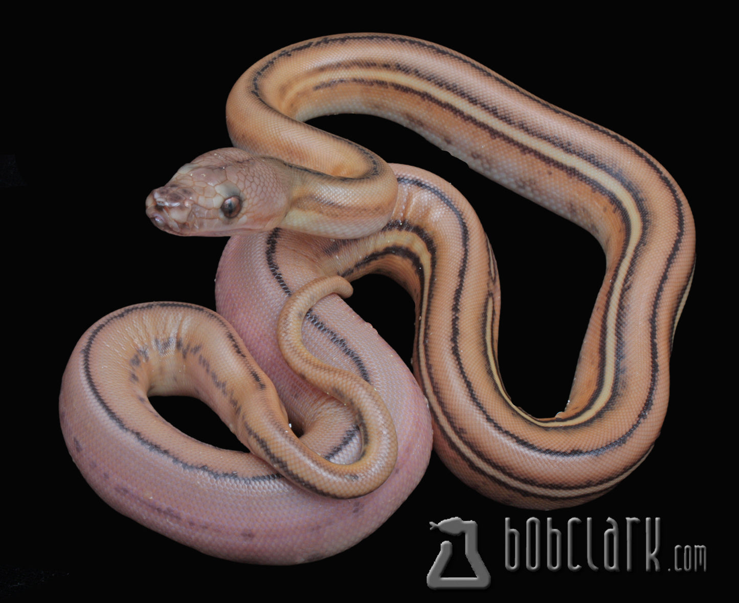 Super tiger het purple albino