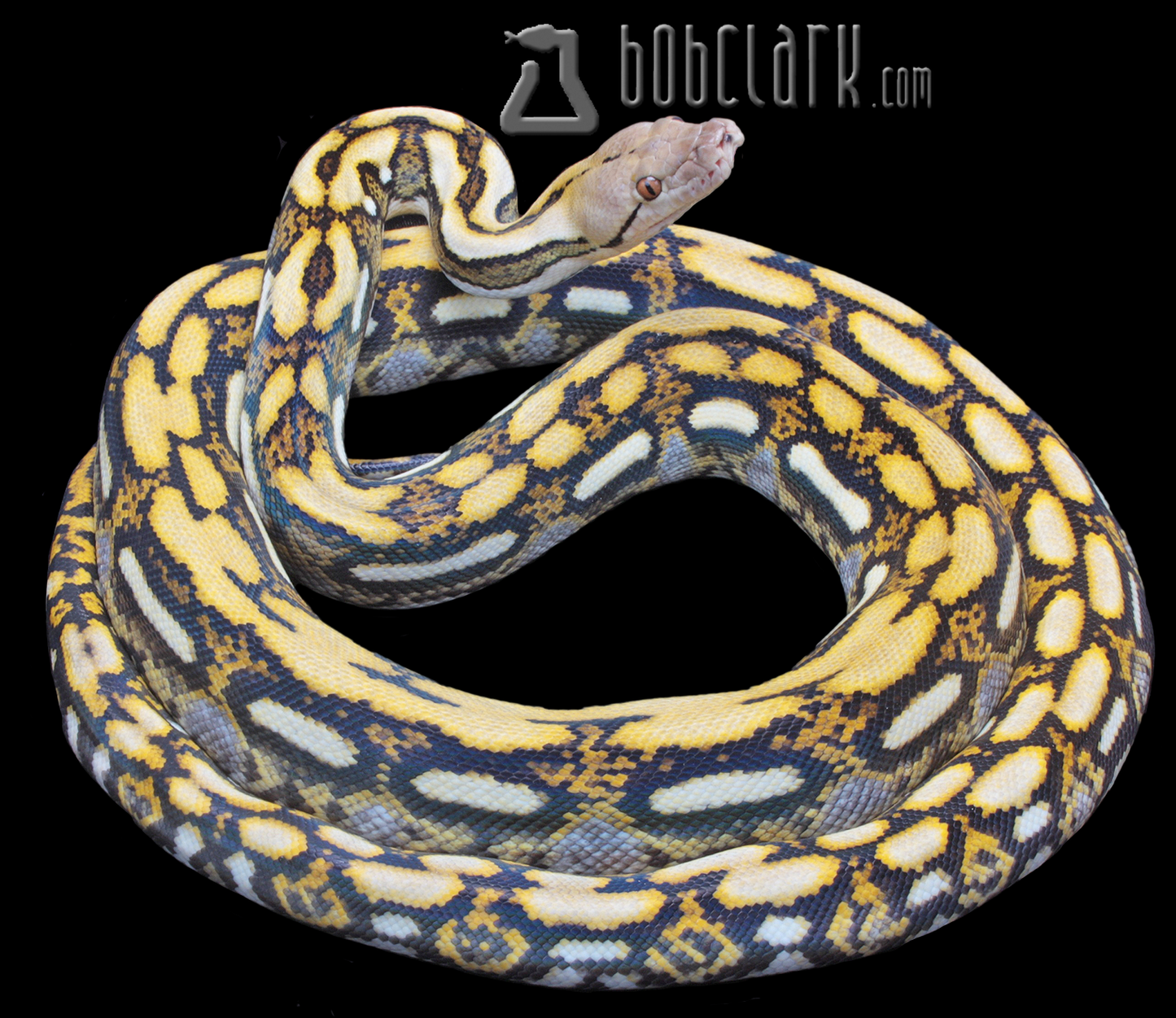 Tiger het albino 60"