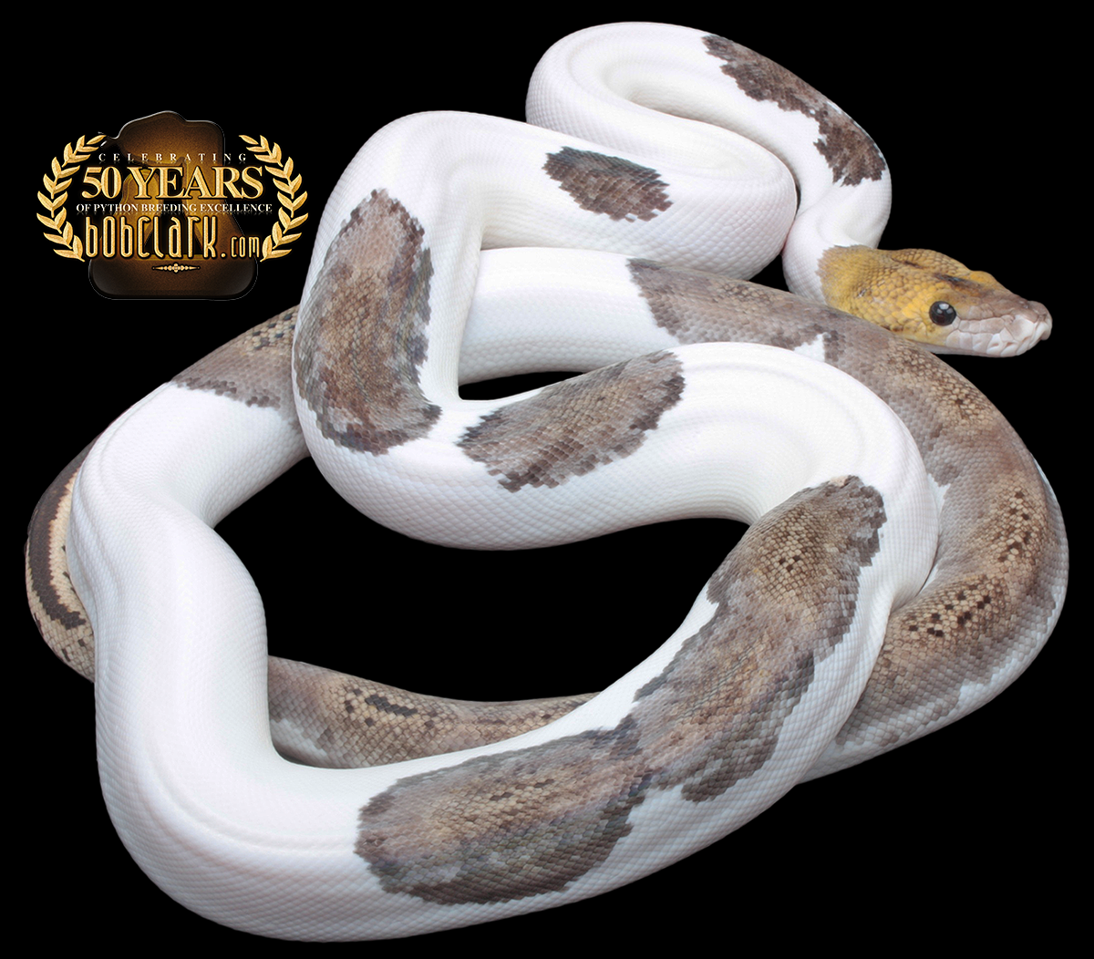 Pied tiger 60"