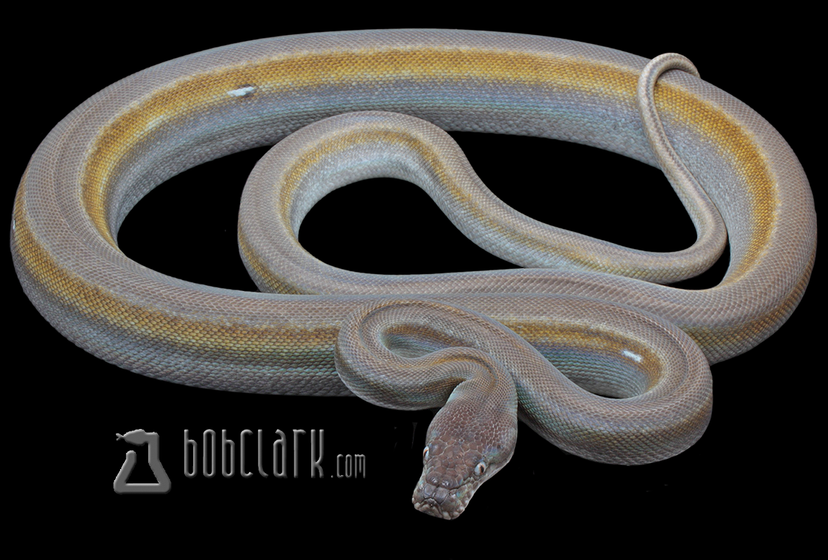 Titanium 60" male