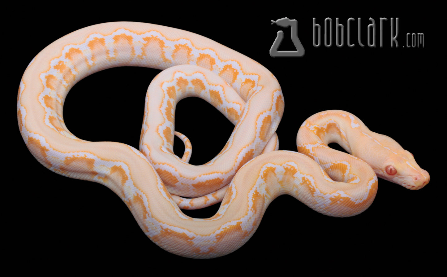 Type 2 albino (amel)
