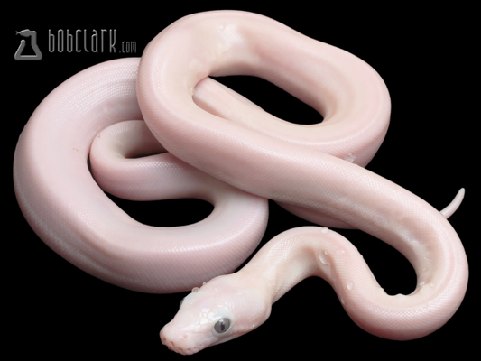 White kalimaya 50% poss het purple albino