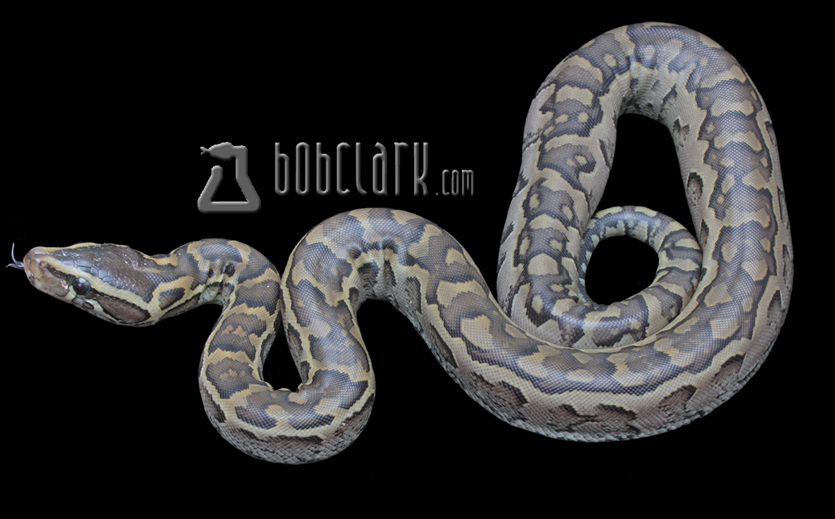 Het patternless African rock python