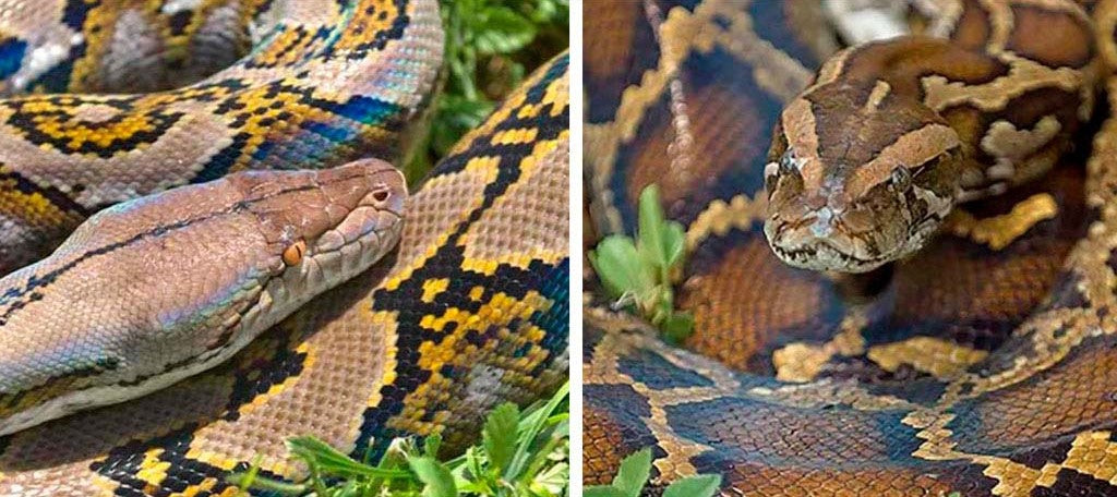 Reticulated Python Versus Burmese Python