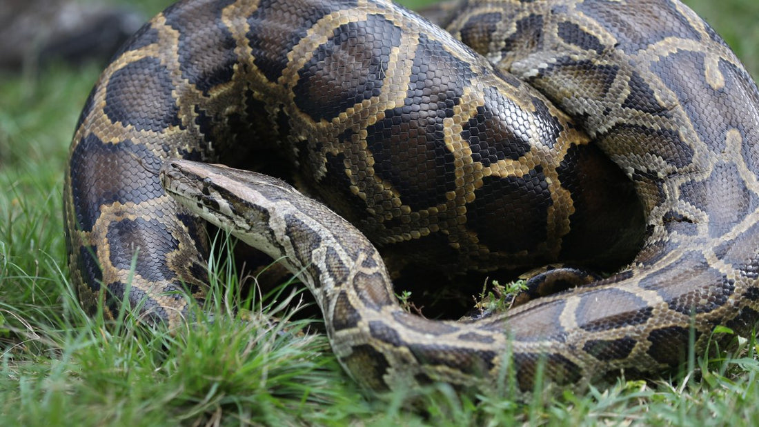 How Much Does a Burmese Python Cost? | Bob Clark Reptiles