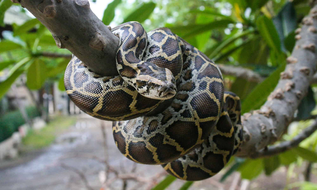 burmese pythons by bob clark