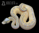 Bob Clark Reptiles