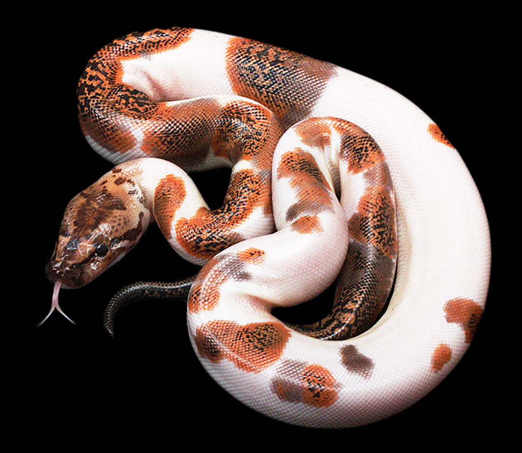 Burmese Pythons