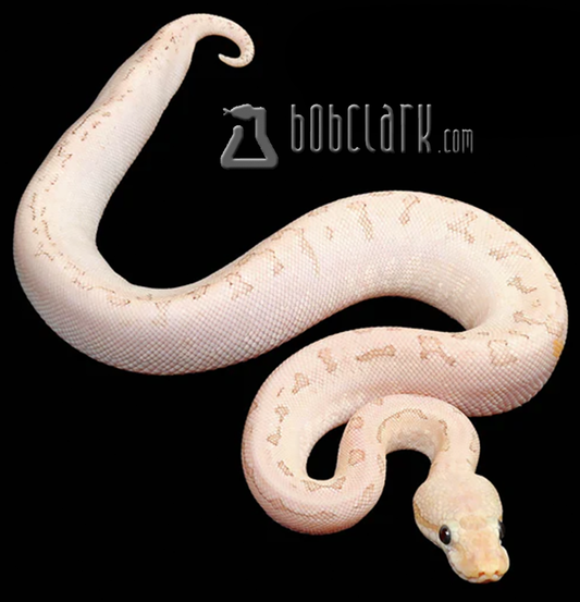 Asphalt bamboo pastel pinstripe