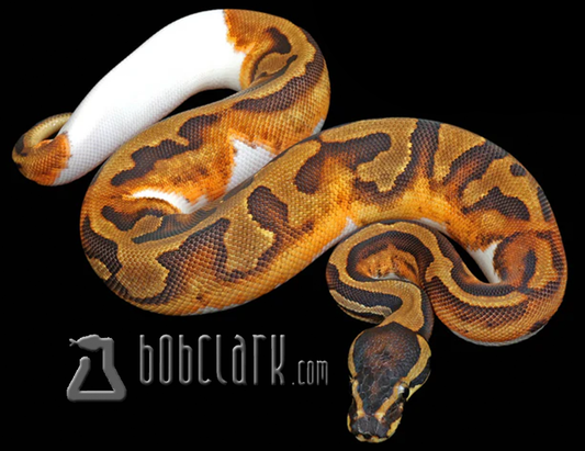 Enchi pied