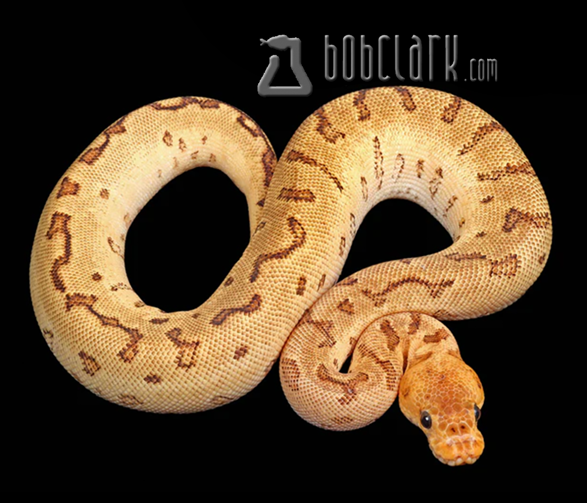 Fire pinstripe yellow belly clown