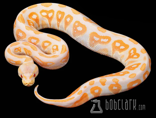 Lavender albino cinnamon
