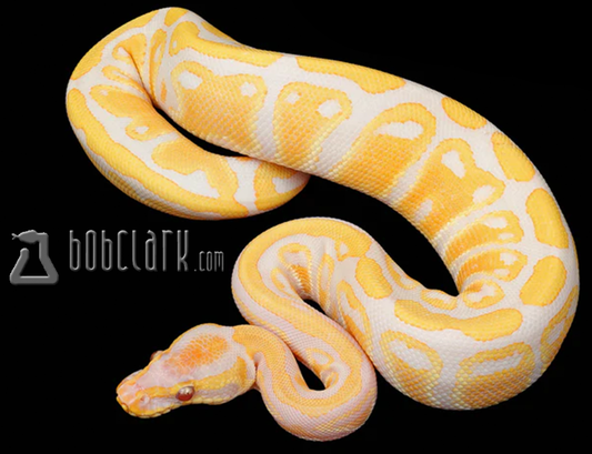 Lavender albino het pied