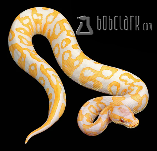 Lavender albino leopard het clown