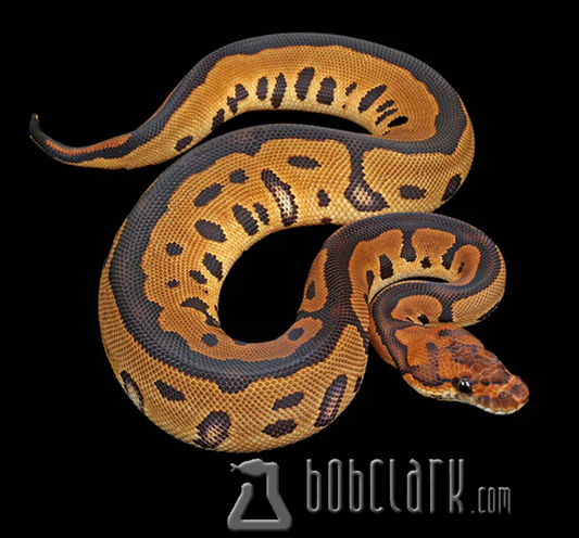 Leopard clown het lavender albino