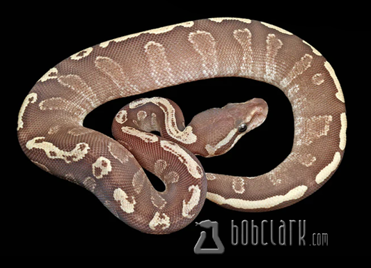 Mojave GHI fire het hypo