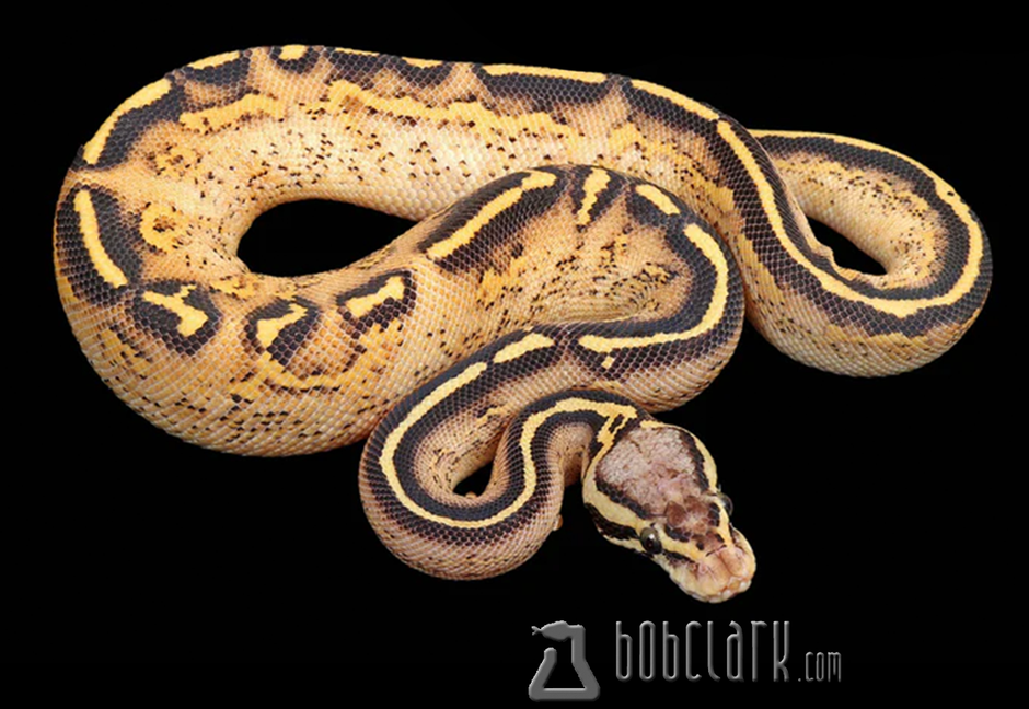 Ball Pythons
