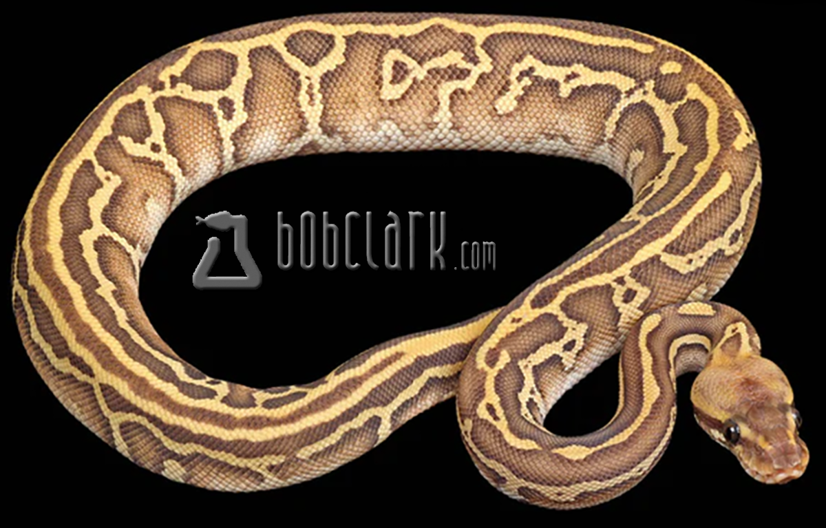 pastel leopard acid butter orange crush