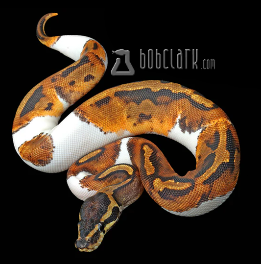 Pied het lavender albino