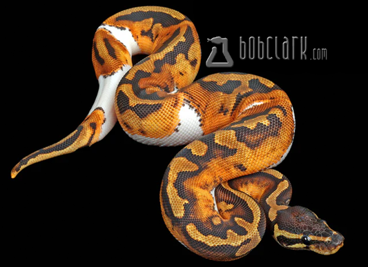 Pied het lavender albino