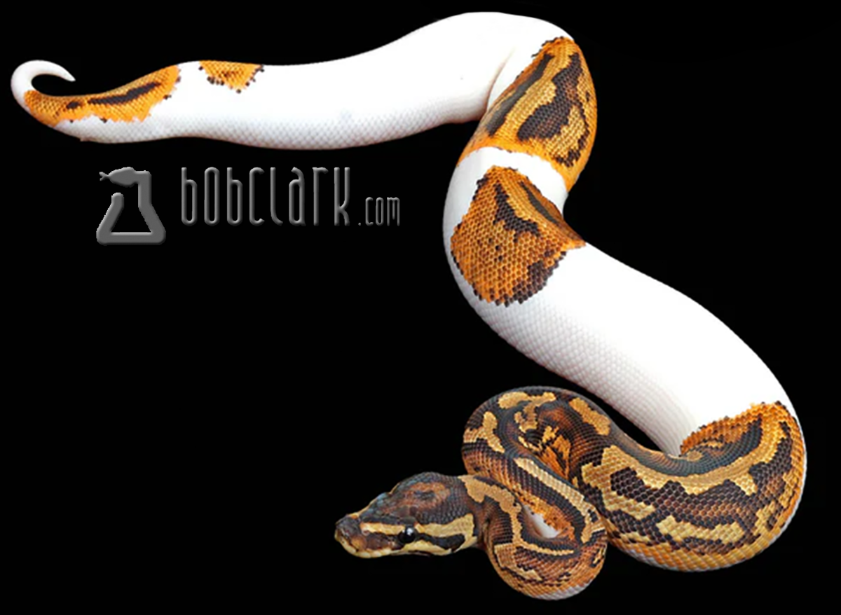 Yellow belly pied