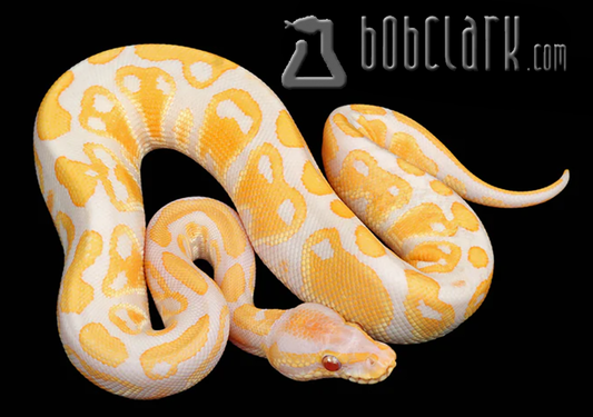 Lavender albino het clown