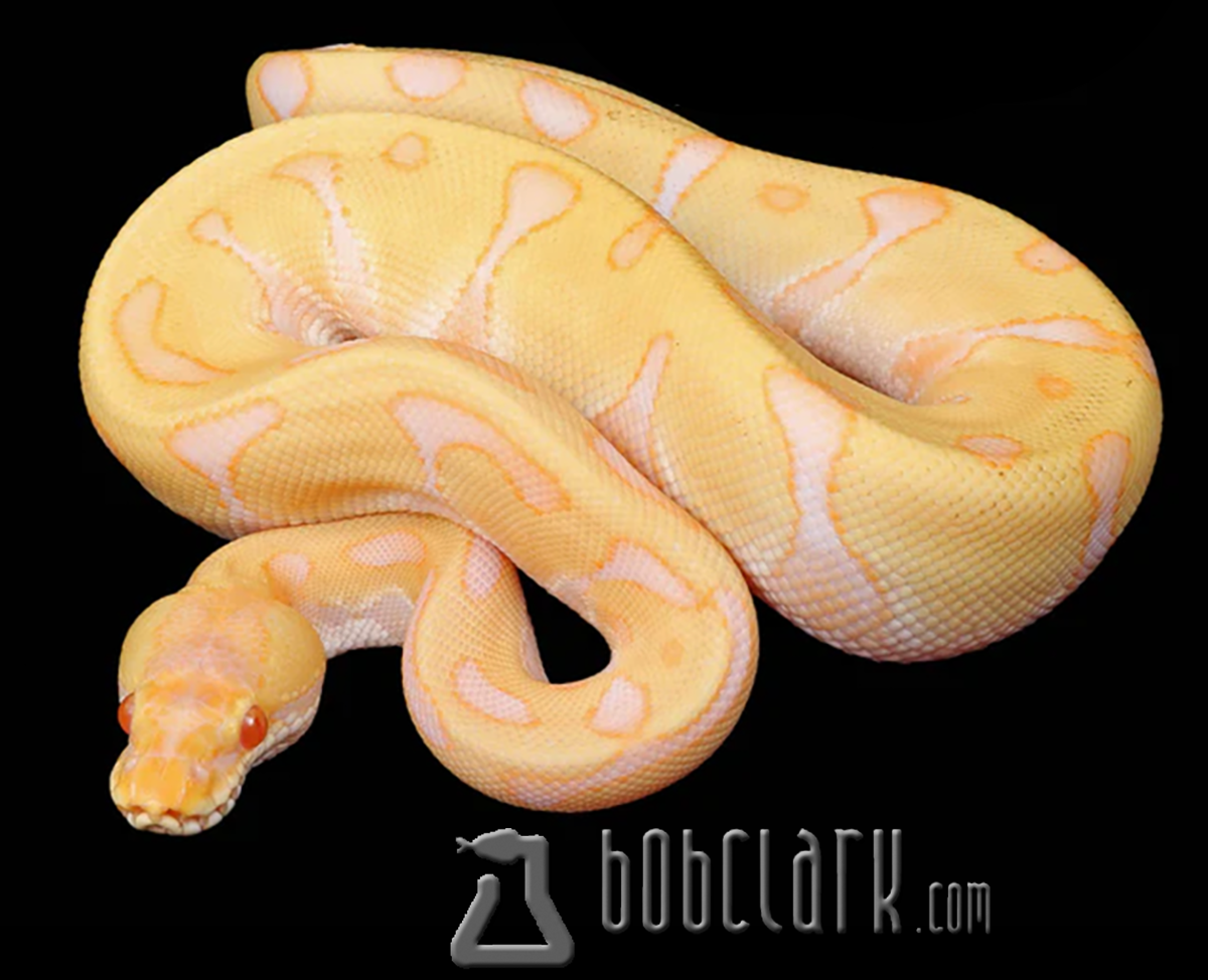Albino leopard enchi